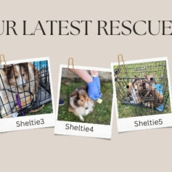 7 Shelties Rescued from Hoarding