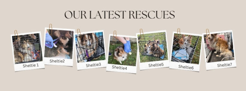 7 Shelties Rescued from Hoarding