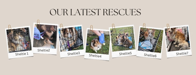 7 Shelties Rescued from Hoarding