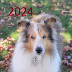 2024 Rescued Shelties