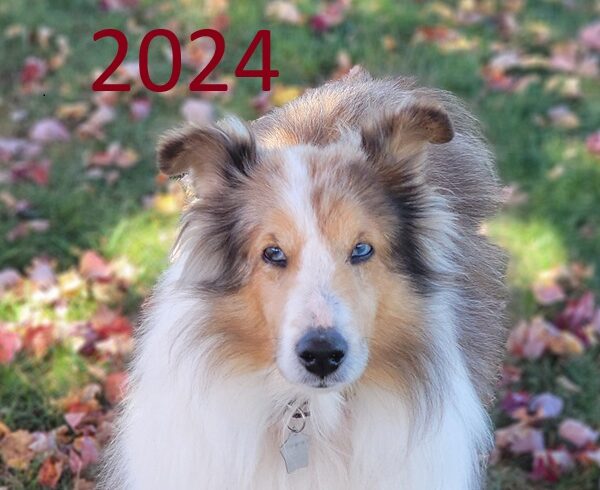 2024 Rescued Shelties